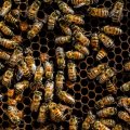 Abejas en un panal con miel.