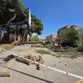 Cae un pino de grandes dimensiones en el colegio Alonso Berruguete de Valladolid