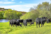 Ejemplares de la raza Aberdeen Angus pastan en las fincas de Miguel Vergara, ubicadas en la localidad salmantina de Baños de Ledesma y en la leonesa de Vidanes, del municipio de Cistierna.- E. M.