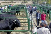 Concurso Nacional de raza selecta avileña-negra ibérica en Ávila, en una foto de archivo. / RICARDO MUÑOZ