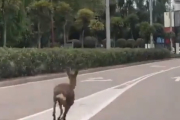 Un corzo desorientado recorre el paseo Zorrilla.- E. M.