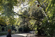 Un transeúnte observa un árbol del Campo Grande de Valladolid en una mañana soleada de otoño.- ICAL