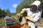 Apicultura en Palencia Los apicultores palentinos Felipe y Mario García recolectan la miel al final del verano en las colmenas que tienen instaladas en el monte de Villota del Páramo (Palencia). - E.M.