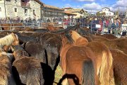 Visitantes de la Feria agroganadera y de la patata de Losa contemplan caballos losinos, en peligro de extinción.-E.M.