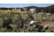 El centro de cultivo de semillas tradicionales en Cepeda (Salamanca). ICAL