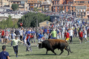 Un mozo cita a ‘Príncipe’, Toro de la Vega del año pasado, sobre la hierba de la rotonda del puente.