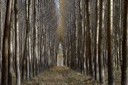 Explotación de populicultura, al inicio del otoño, en la provincia de Salamanca. - Enrique Carrascal