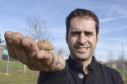Un ejemplar de caracol sobre la mano de Jorge Benito en la explotación de Hélix Zamarro en Ciudad Rodrigo.-