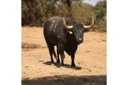 Manjar, el Toro de la Vega en Tordesillas.- E. M.