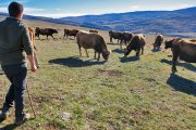 Jorge del Rincón, con sus vacas gallegas, en Vizmanos. /MARIO TEJEDOR