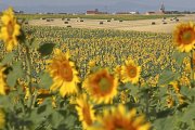 Campos de girasol en el municipio salmantino de Robliza de Cojos, que se divisa al fondo. José Vicente.- ICAL