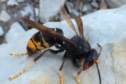 Avispa asiática en Valle de Mena (Burgos). / E.M.