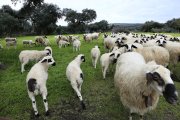 Ovejas en una explotación de la localidad zamorana de Cozcurrita.- ICAL