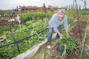 Un aficionado a la horticultura organiza la cosecha en uno de los huertos ecológicos de Inea.-PABLO REQUEJO