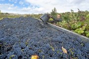 Un operario arroja el contenido de su cuévano en un remolque en la Ribera del Duero burgalesa. / EL MUNDO