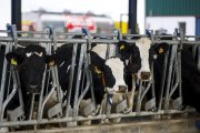 Granja de vacas lecheras situada en la localidad abulense de Langa, un tipo de explotación sujeta a continuas inversiones en materia de modernización. / ÁNGEL NAVARRETE