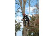 Un operario limpia el tronco de un árbol de ramas secas con una motosierra. -PQS / CCO