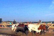 Dos novillos acopañados de bueyes se aproximan a las talanqueras, ayer en el encierro de Medina.-AYUNTAMIENTO DE MEDINA DEL CAMPO