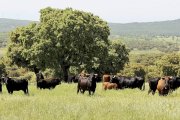 Toros de lidia de la ganadería salmantina de Montalvo pastan en una de las dehesas de la explotación. / ICAL