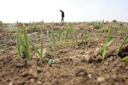 Un agricultor comprueba la germinación de las semillas de cereal que ha utilizado en su explotación y la cantidad de agua aportada por las lluvias.  RUBÉN CACHO / ICAL