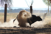 Un novillo levanta el polvo en la ganadería de Raso de Portillo. / C. M.