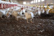 Las explotaciones avícolas que trabajan con pollos para carne se mantienen en pie gracias a sus excelentes rendimientos productivos.-JAVIER LASTRAS