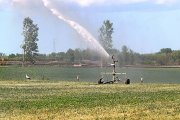 Tres cigüeñas se refrescan bajo un surtidor de riego en un campo de alfalfa de la localidad palentina de Amusco. / BRÁGIMO