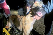 Uno de los galgos hallados en poder de la red de caza furtiva en Castrillo de Duero.-GUARDIA CIVIL