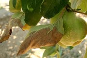 Membrillos afectados por fuego bacteriano en El Bierzo, enfermedad de los frutales de la que ha alertado la Estación de Avisos Agrícolas. / ICAL