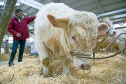 Un magnífico ejemplar de charolés se levanta del lecho en una exposición de diferentes razas de ganado bobino celebrada en la ciudad de Salamanca.-ICAL