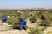 Jornaleros durante la vendimia en una bodega de la Denominación de Origen Toro. Eduardo Margareto / ICAL