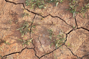 Brotes de cereal de secano en una tierra cuarteada por falta de precipitaciones. -UNIÓN DE UNIONES