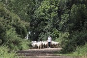 Un joven ganadero saca a pastar su rebaño de ovejas en una pequeña explotación del norte de León. / ICAL