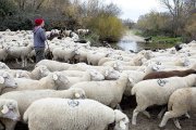 Un pastor conduce su rebaño por los campos de la localidad segoviana de Marugán, en trashumancia. EL MUNDO