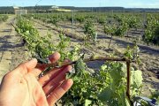 Un agricultor muestra los daños producidos por el pedrisco en una rama de su viñedo, en una de las Denominaciones de Origen de Castilla y León.-ICAL