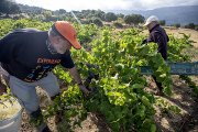 Vendimia de garnacha en una bodega de Navaluenga (Ávila), dentro de la DOP Cebreros. Ricardo Muñoz / ICAL