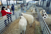 Visitantes en la Feria de Ganado de Raza Churra de Palencia durante una anterior edición. - César Manso / ICAL