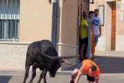 Uno de los momentos de tensión vividos ayer en el encierro de Fresno, la caída de un mozo en el recorrido.-PABLO REQUEJO