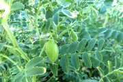 Vainas verdes en un cultivo de garbanzos. PQS / CCO