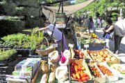 Este año UCCL ha celebrado la XVII edición de la Feria de la Biodiversidad, que se sitúo en el Paseo Marcelino Santamaría de Burgos.-ISRAEL L. MURILLO