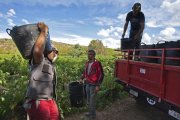 Tres operarios durante la recogida de la uva en uno de los viñedos de la Denominacion de Origen Bierzo.-DO BIERZO