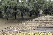 Un agricultor recoge higos en la localidad abulense de Poyales del Hoyo, la mayor zona productora de la Comunidad. / R. S.