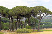 Imagen de un pinar en Pedrajas de San Esteban.-PHOTOGENIC