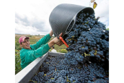 Un vendimiador arroja uva tinta a un remolque en uno de los majuelos burgaleses de la DO Ribera del Duero. / EL MUNDO