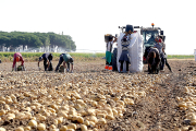 Jornaleros en la recogida de patatas en la localidad vallisoletana de Villamarciel. Rubén Cacho. - ICAL.