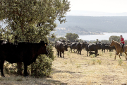 Ejemplares de avileña-negra ibérica en una finca de Cardeñosa (Ávila) amparados por la IGP Carne de Ávila.