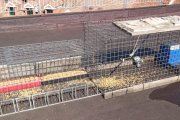 Jaula en la azotea de la Electra para capturar las palomas que están causando daños en el Lope de Vega.