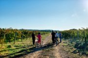 Los viñedos que rodean Traspinedo forman parte del paisaje que convierte la escapada gastronómica en un plan de día completo.
