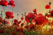 Un campo de amapolas en plena floración tiñe de rojo el paisaje primaveral de Valladolid durante unas semanas antes de desaparecer con la llegada del verano