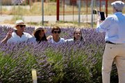Tiedra, Valladolid 4/7/2026. Campos de lavanda de Tiedra. Photogenic/Miguel Ángel Santos